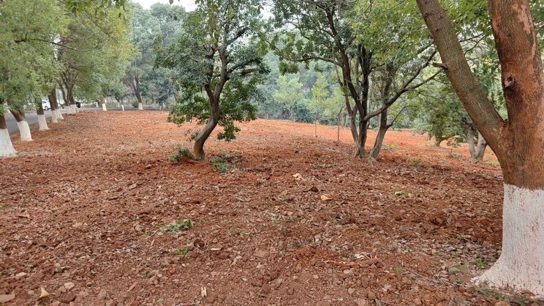 1710730703744768.jpg 1710730703744768.jpg